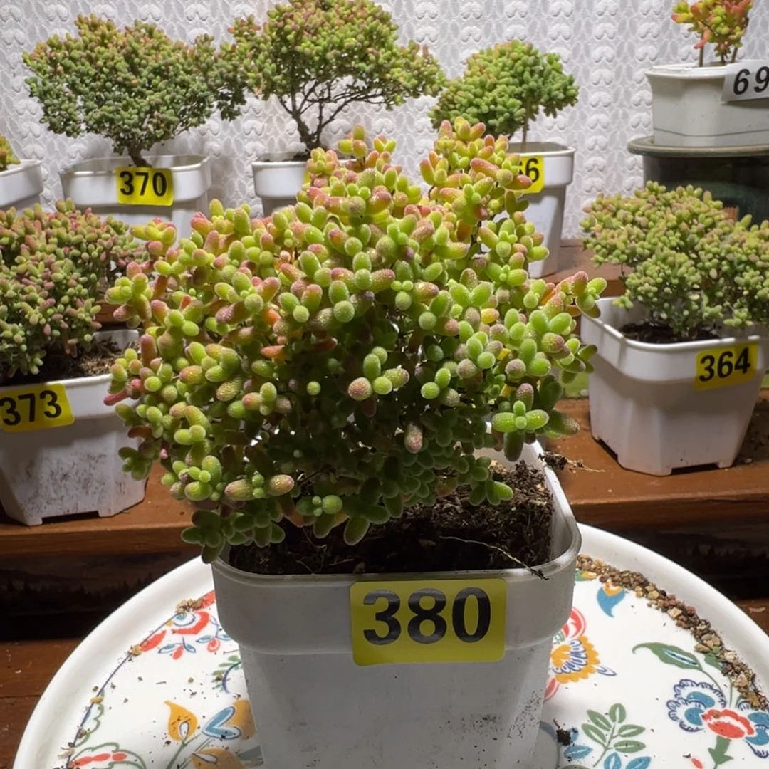 枝干番杏植物380