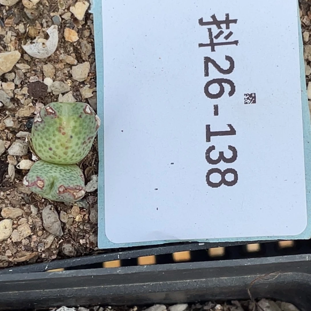 呆***呆26-138肉锥多肉植物