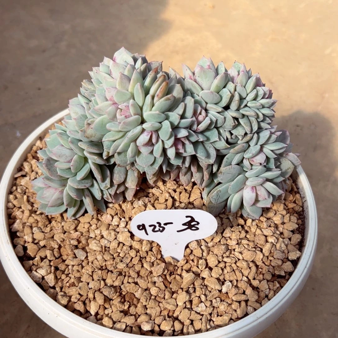 用****20123-38戴露露缀多肉