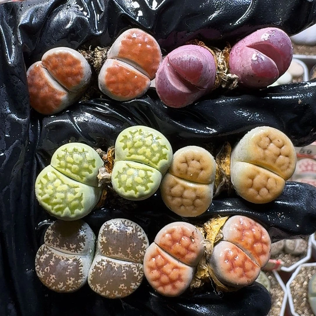 生石花等1111111。   186