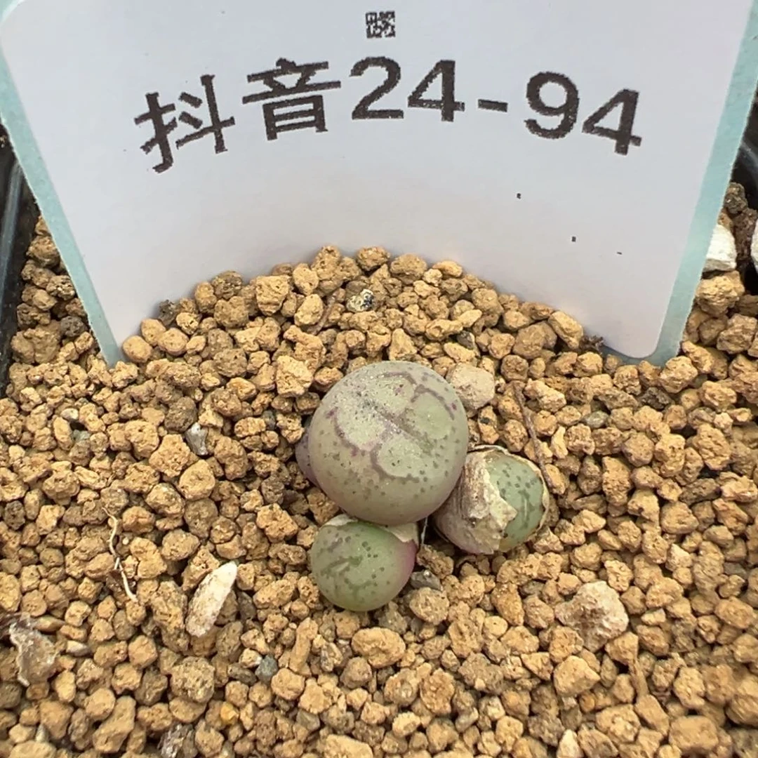 24-94肉锥多肉植物