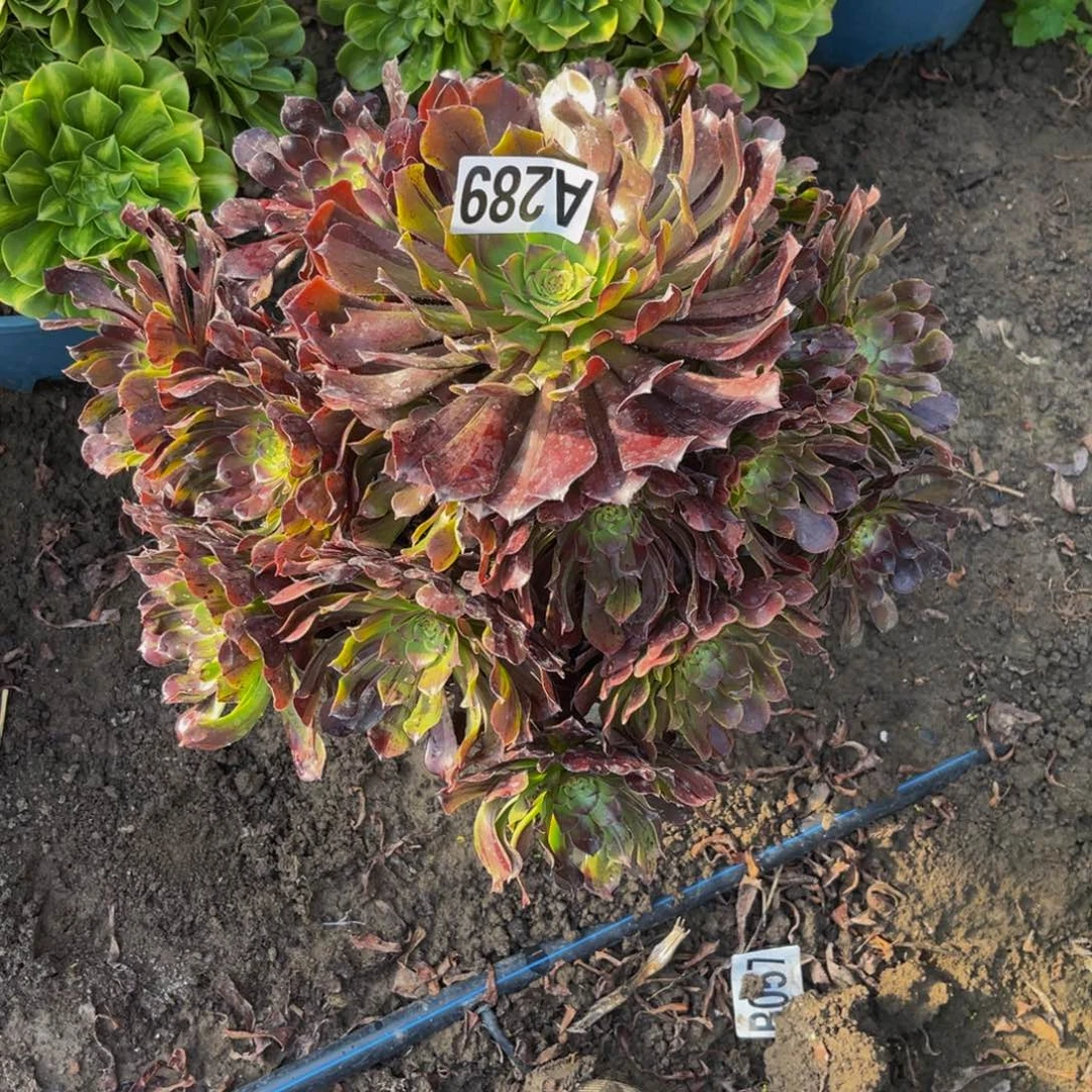 梅花法师26//——/47包邮