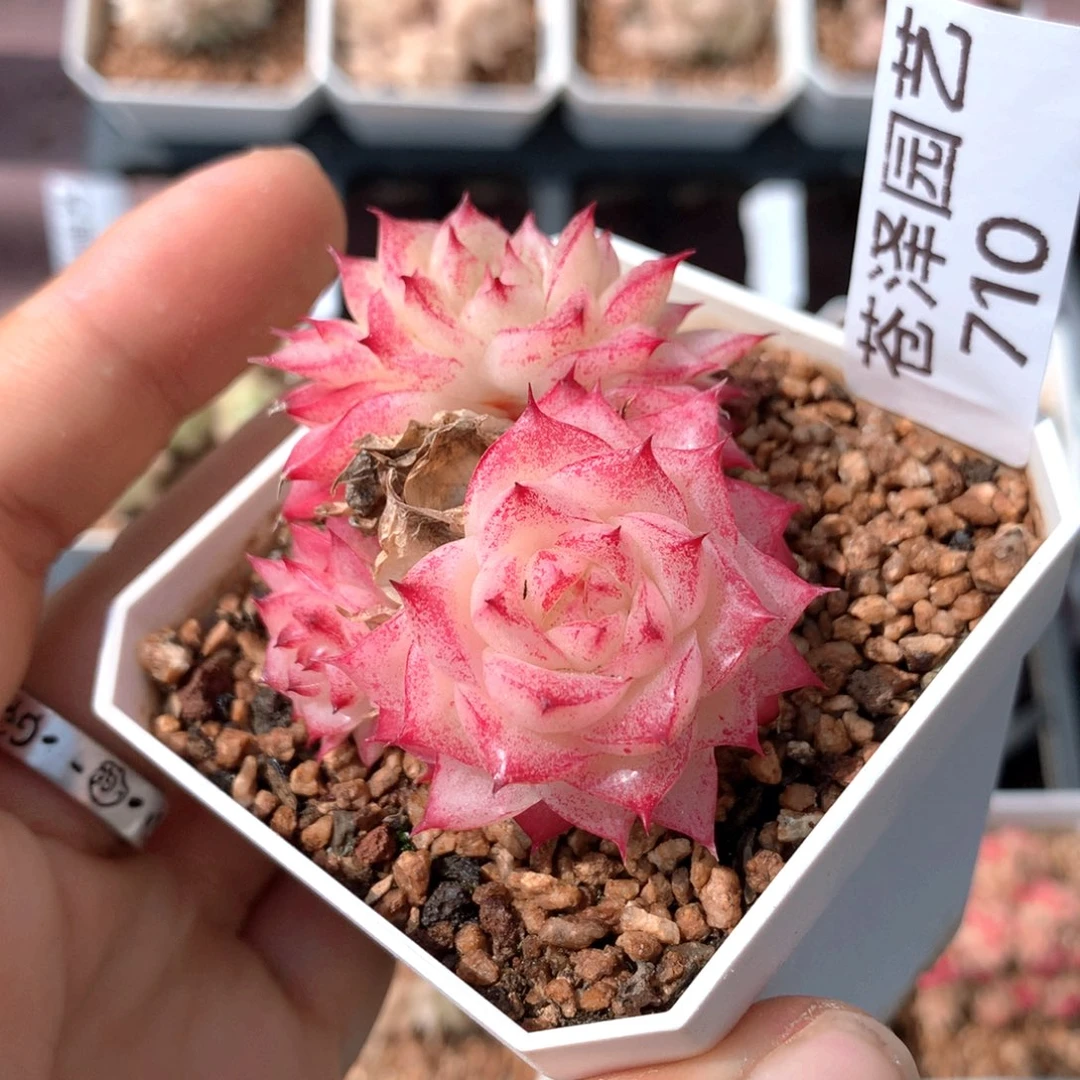 710麦秆群不包整散