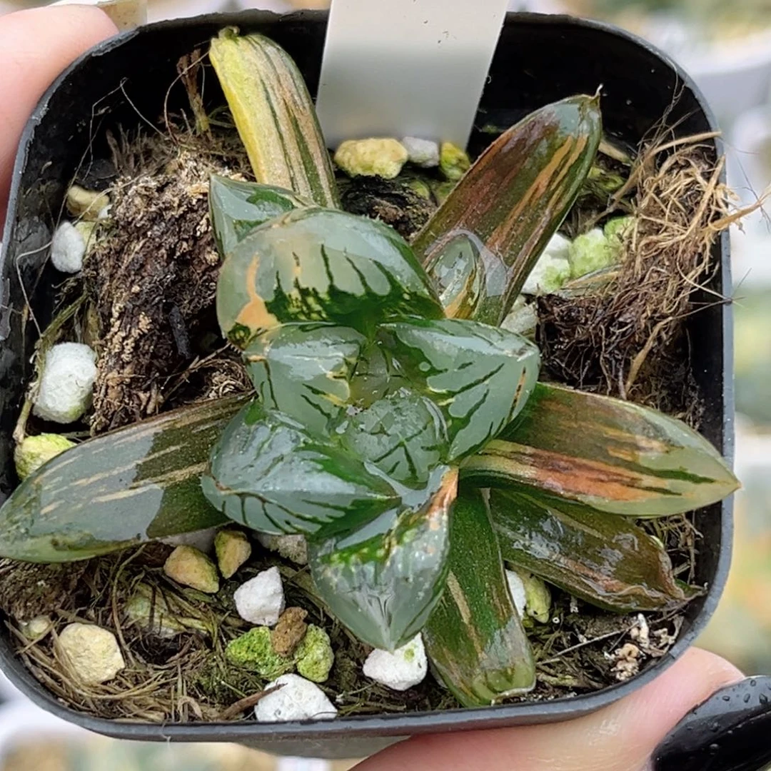 75花水晶玉露锦带仔福利专场