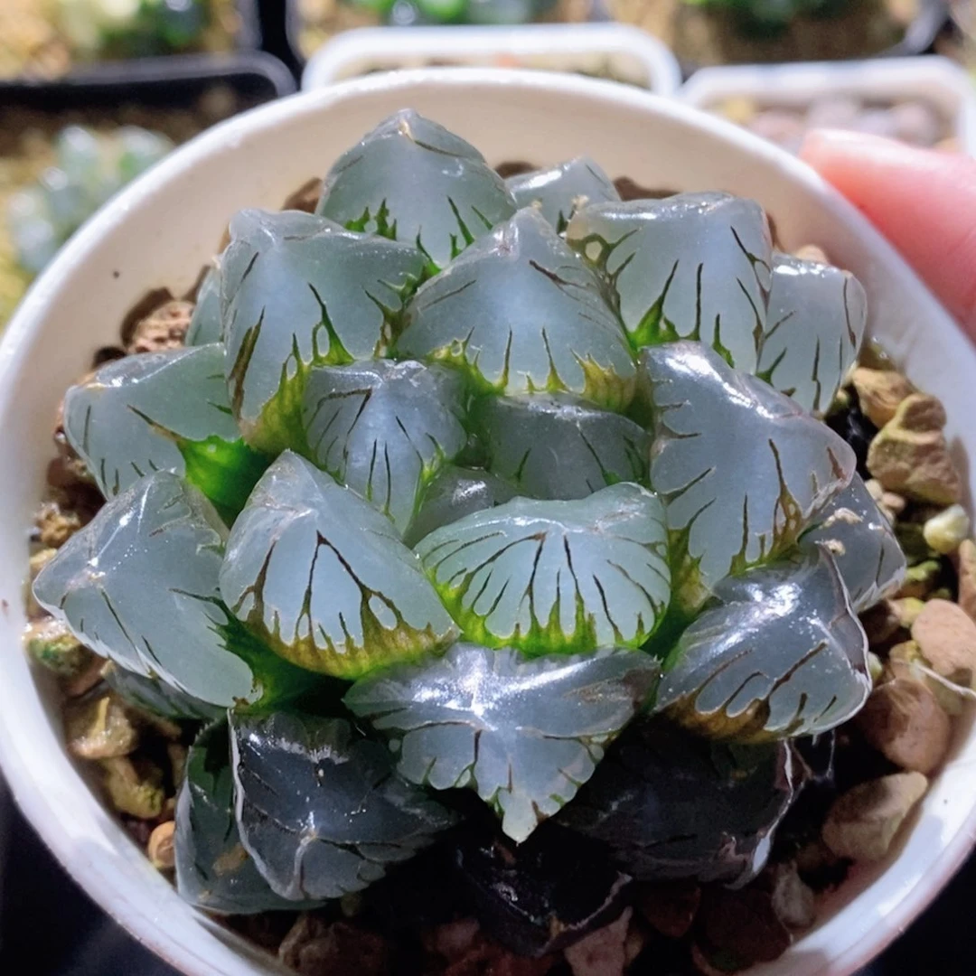 大窗水晶玉露多肉植物多肉植物