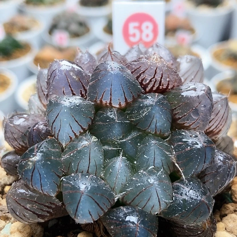 【闪购商品】赤线群58