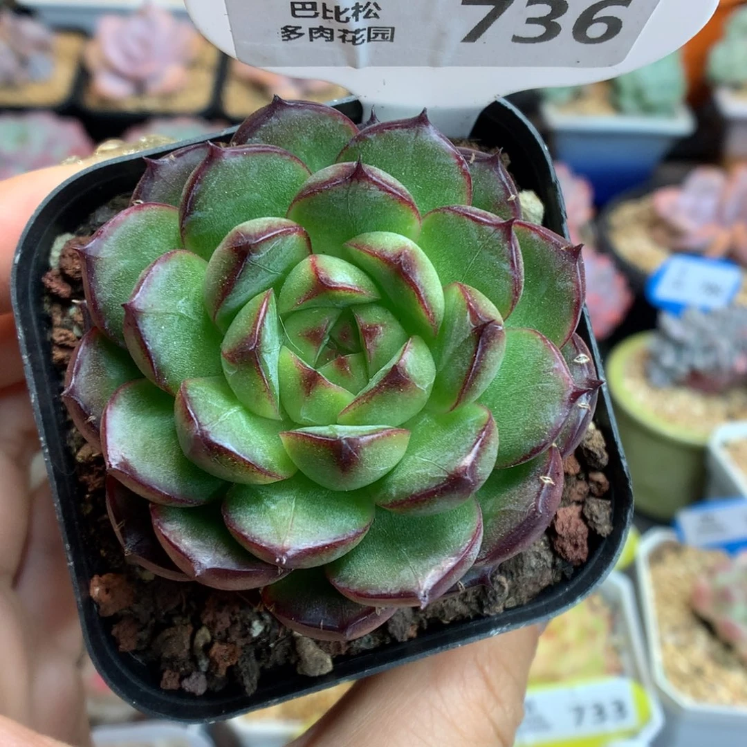 736熊猫珍妮多肉植物