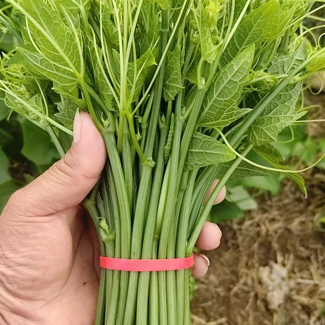 贵州高山露天种植新鲜佛手瓜尖龙须菜当季现摘现发