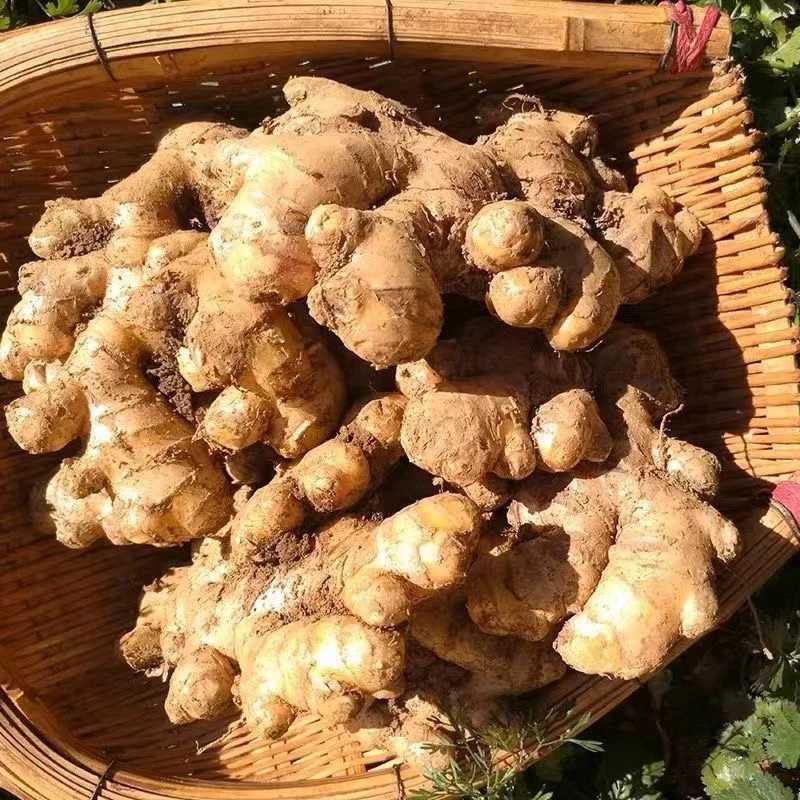 滇云集云南小黄姜生姜3斤/5斤/9斤新姜月子姜沙姜嫩姜老姜仔姜现