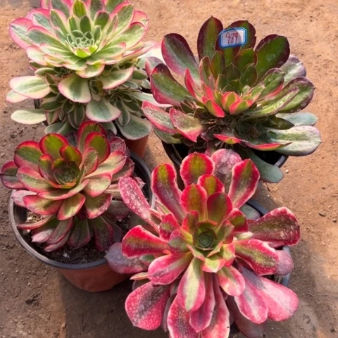 Z*z989多肉植物组合