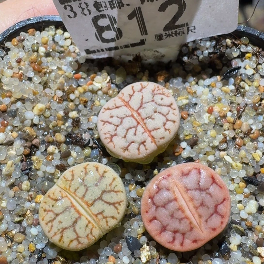 Sssss精品生石花812闪电