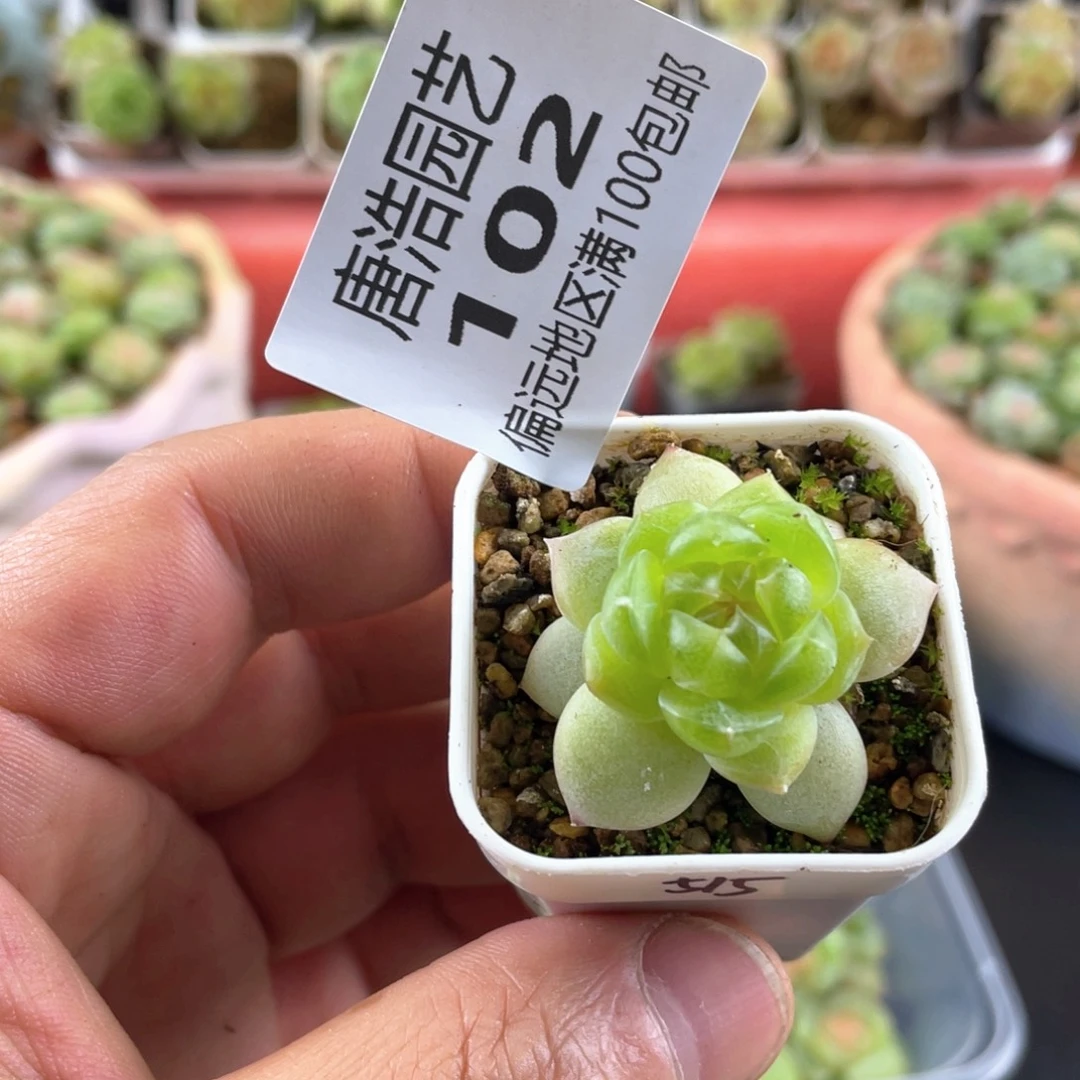 蓝****515珍妮一物一拍102