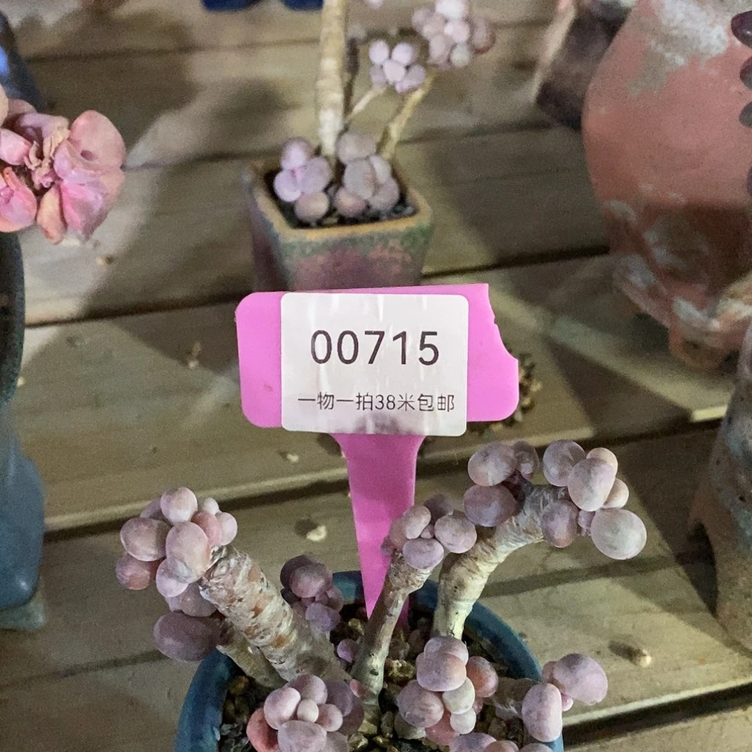 00715，额姐姐看看我姐姐