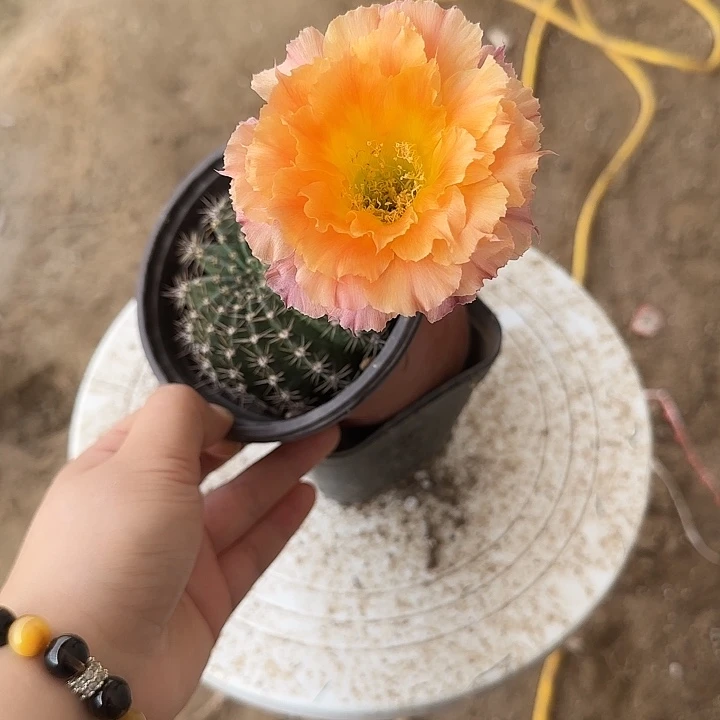 木*啦仙人球带根开花球51