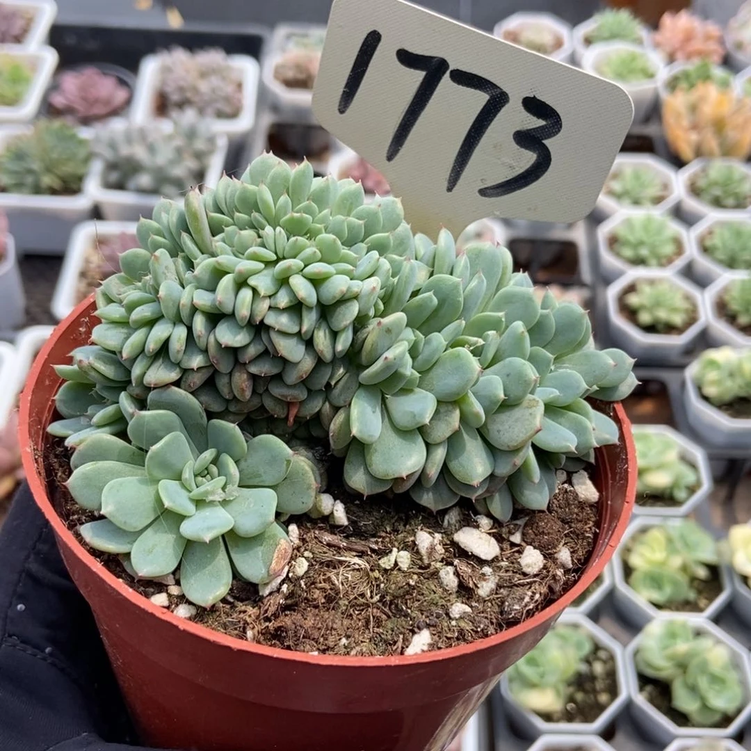 1773白胖子缀多肉植物保护