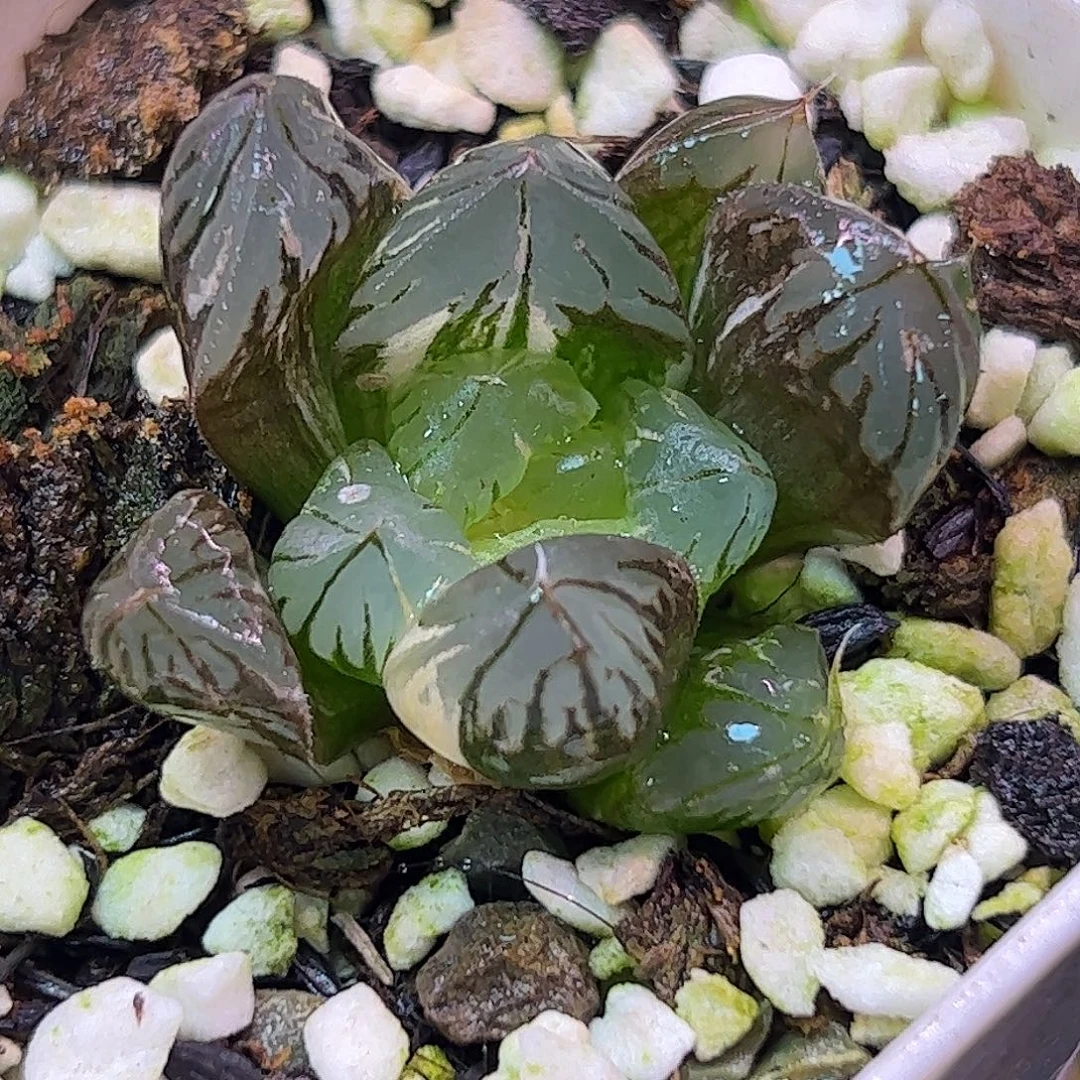 水晶锦十二卷十二卷