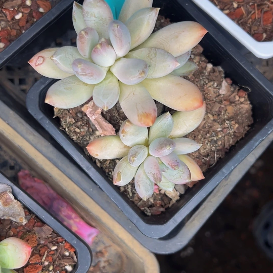 1777号晚上多肉植物群生