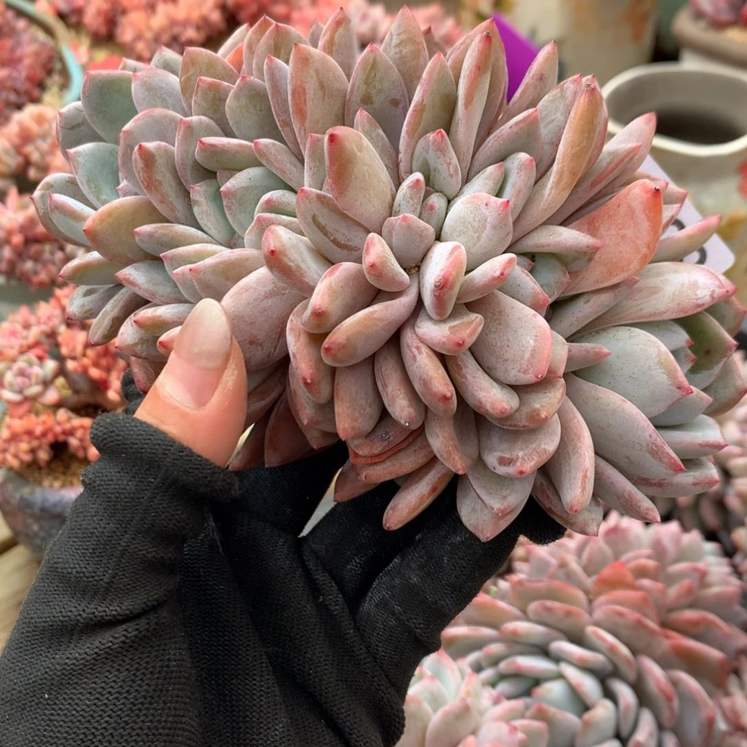 A429售后范围：签收起7天内，录开箱视频