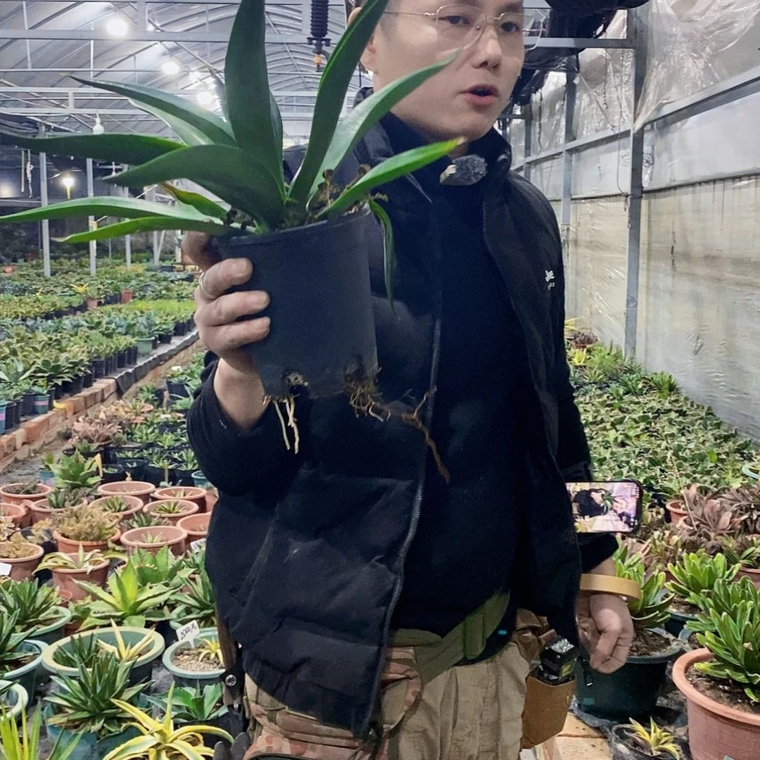 初绿龙舌兰欢冠幅40厘米左右量拍