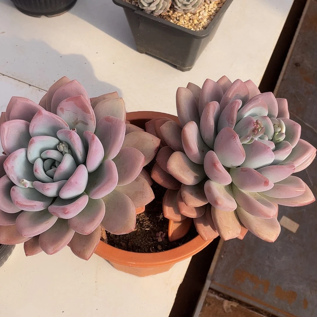 奥普琳娜多肉多肉多肉