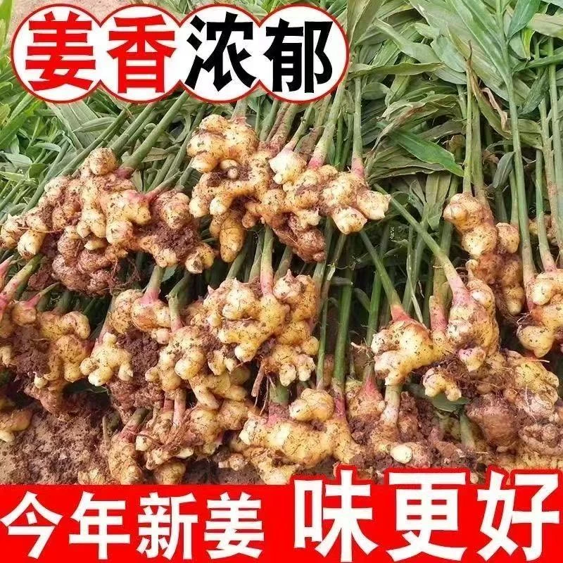 【2025现挖嫩姜】A云南高山新鲜现挖小黄姜生姜产地姜香味浓郁辛辣