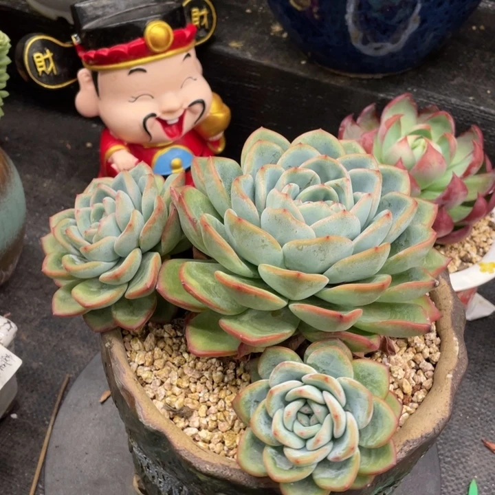弥鹿之森一物一拍