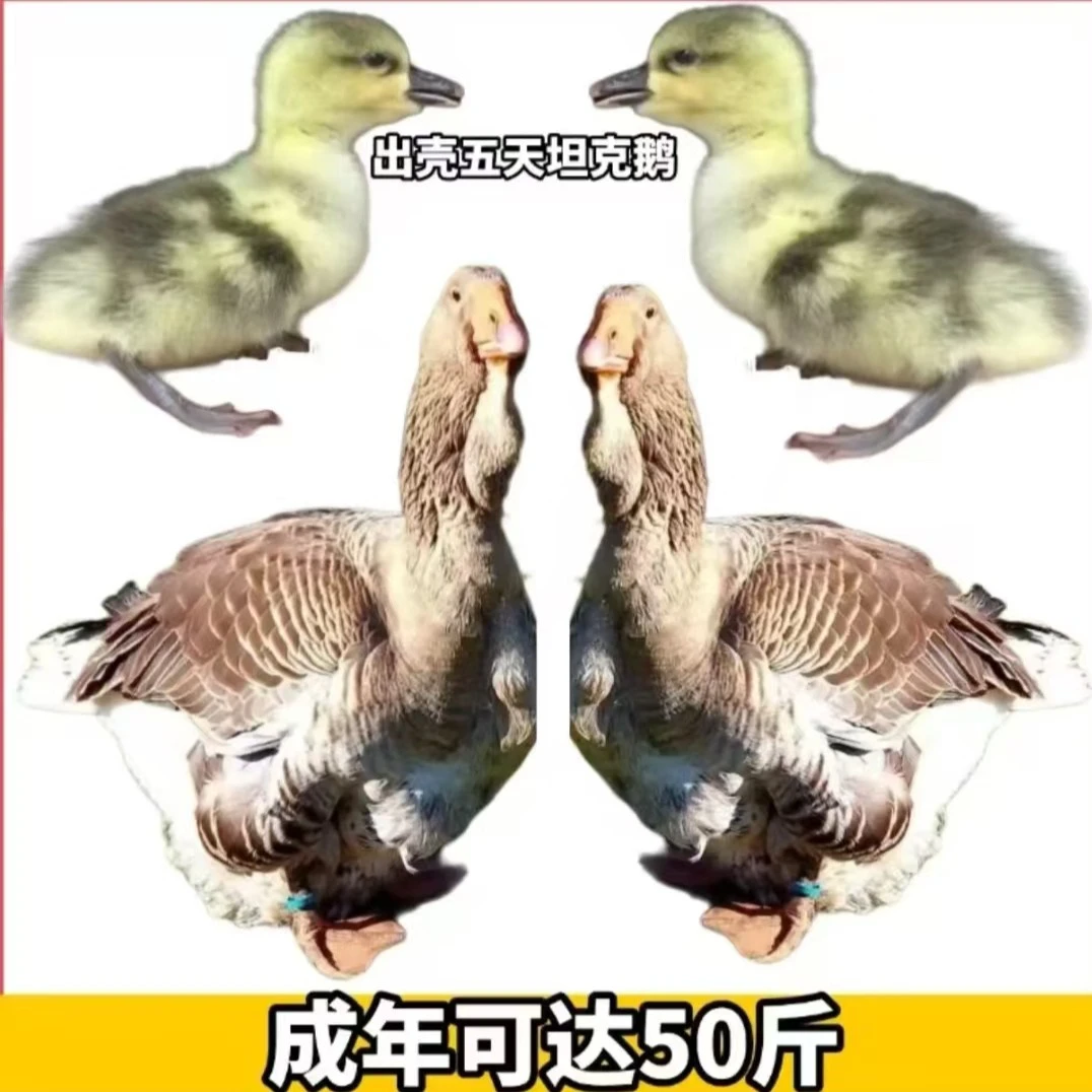 宠物  白 图卢兹（一斤）左右  顺丰包邮