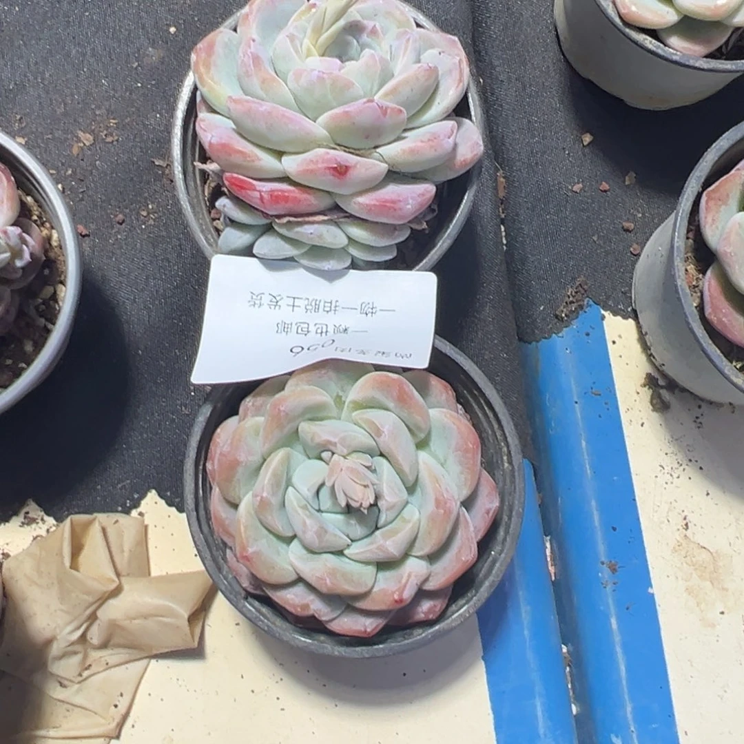 周****炜缘来多肉56号冰玉两颗