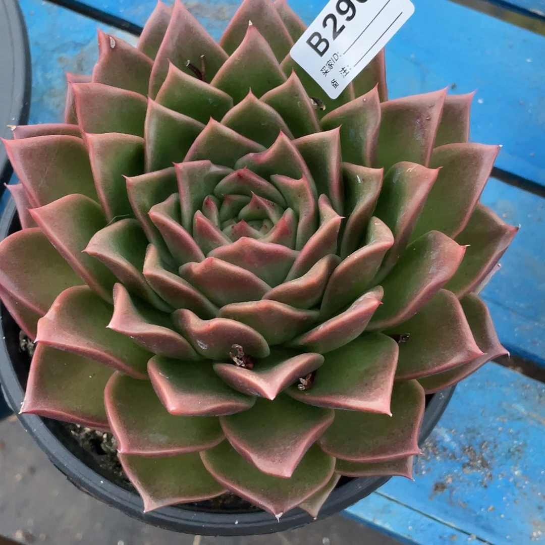 若如东云单拍B296