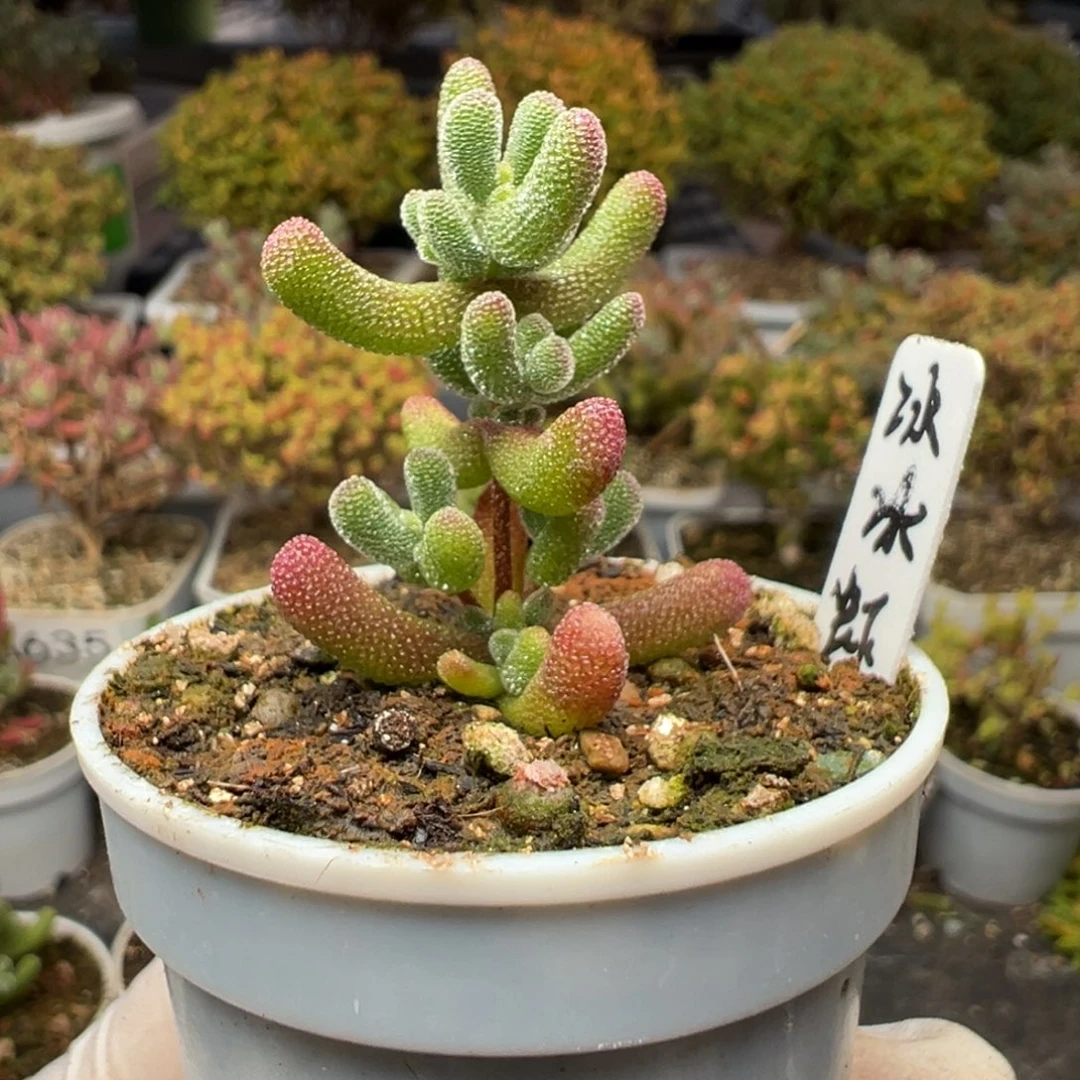 A791冰冰虾枝干一物一拍