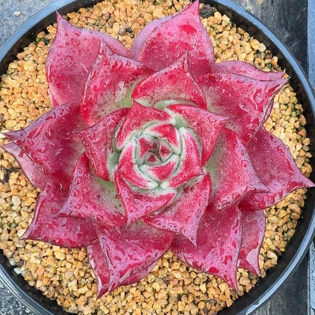 从前慢多肉编号卡宴