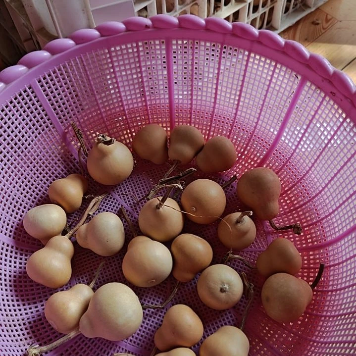欢***囍天然葫芦选品链接