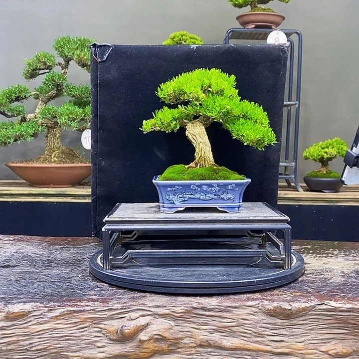 无花朵黄杨盆景四季常青