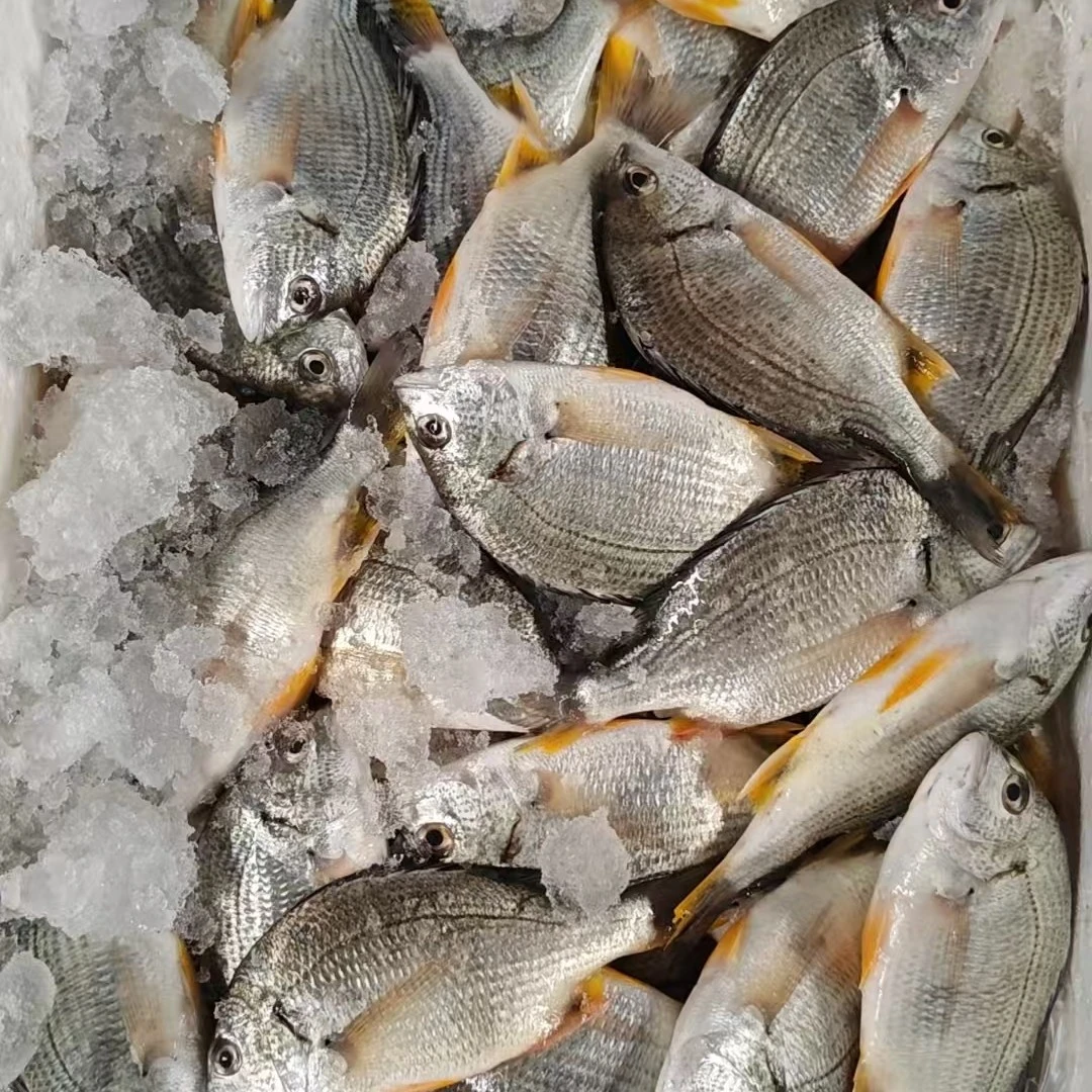 湛江本港新鲜  黄脚立  黄翅鱼  5斤  顺丰发货