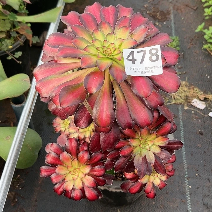 478多肉植物魅力锦