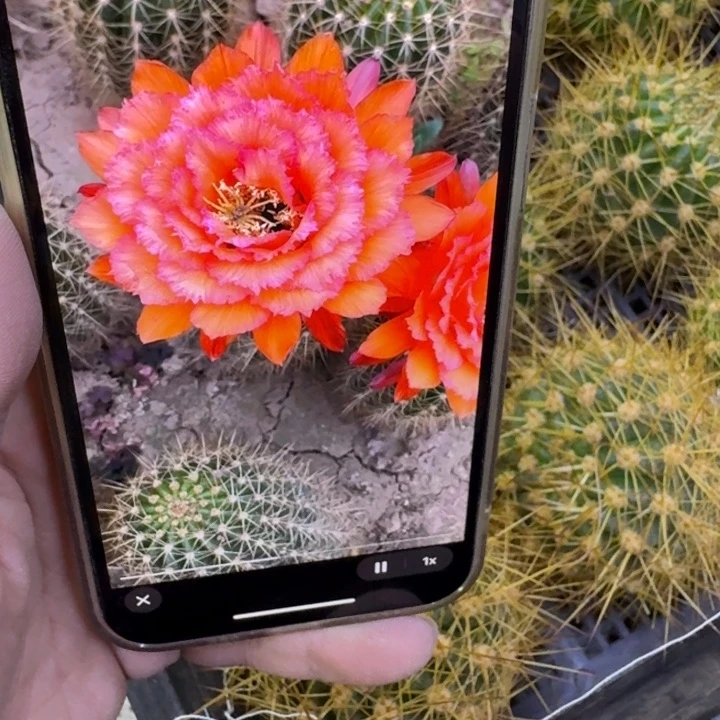 223毛清707歪无根侧牙5公分左右，20包邮