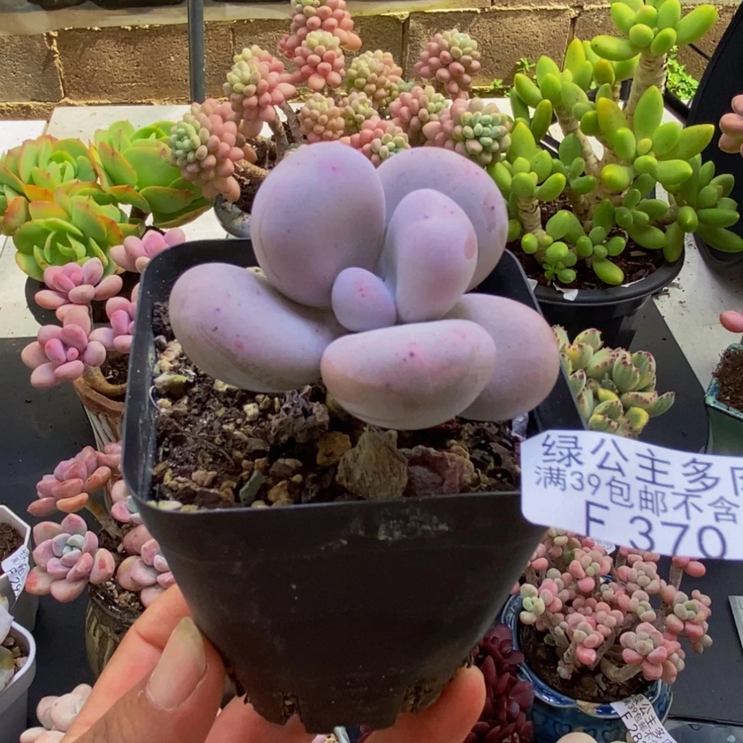 370芭比奶酪5cm多肉
