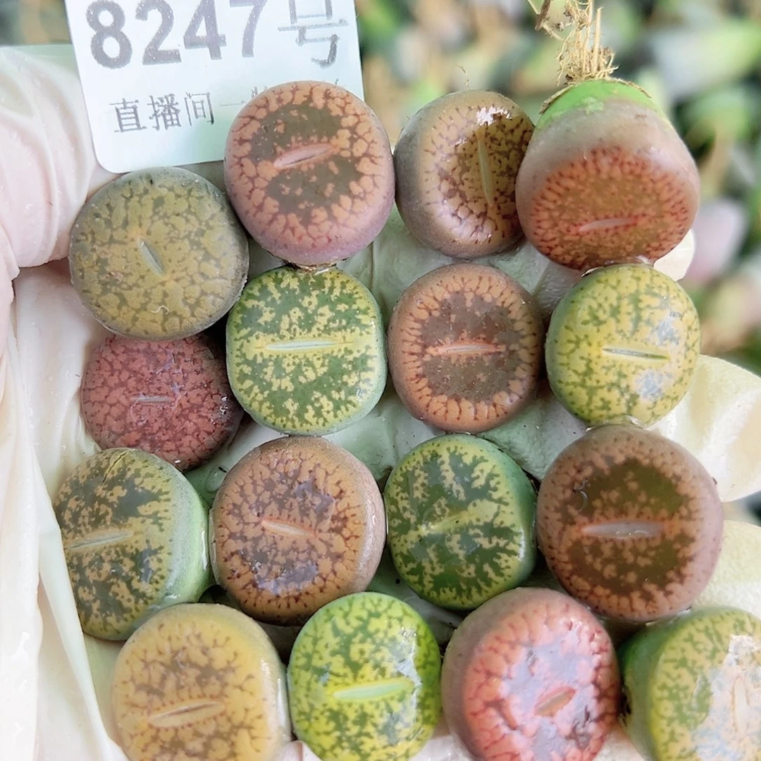 8247 好养易活生石花大母本16个1.5cm左右