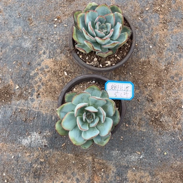 娜***海晨露多肉植物，，，，，，