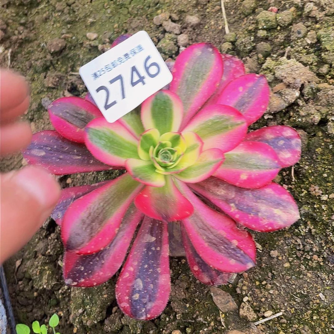 2746美杜莎多肉植物