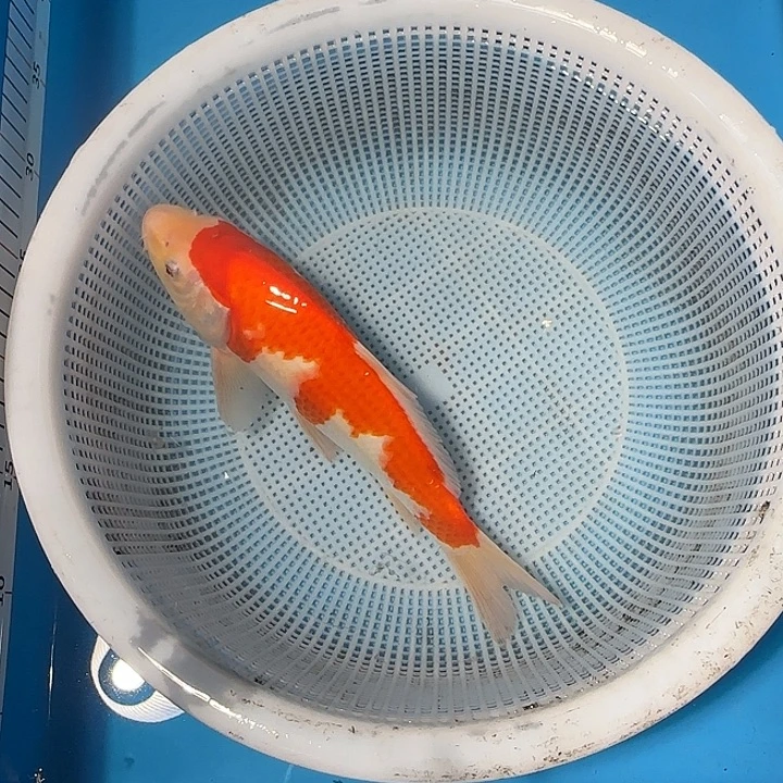 文***9海水锦鲤的故事是