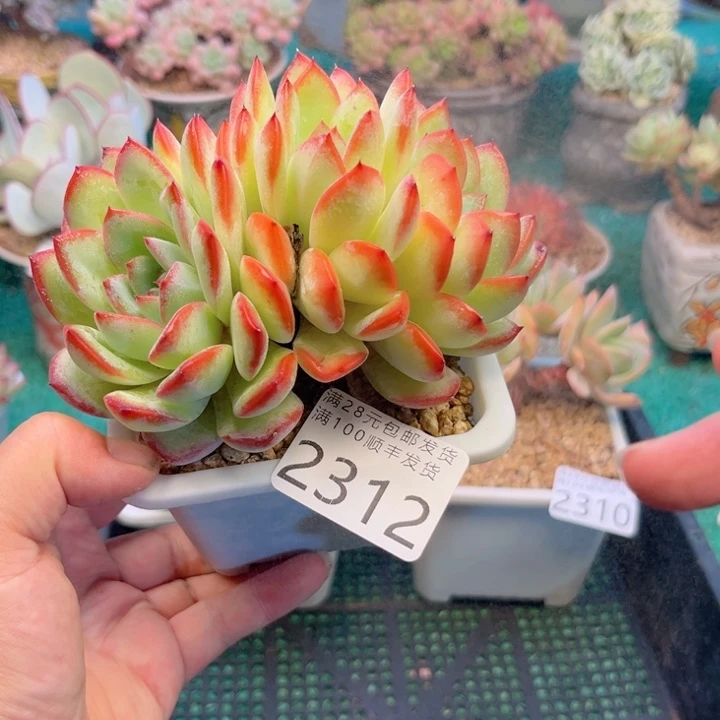 大2312:、xbcbbbbbbh