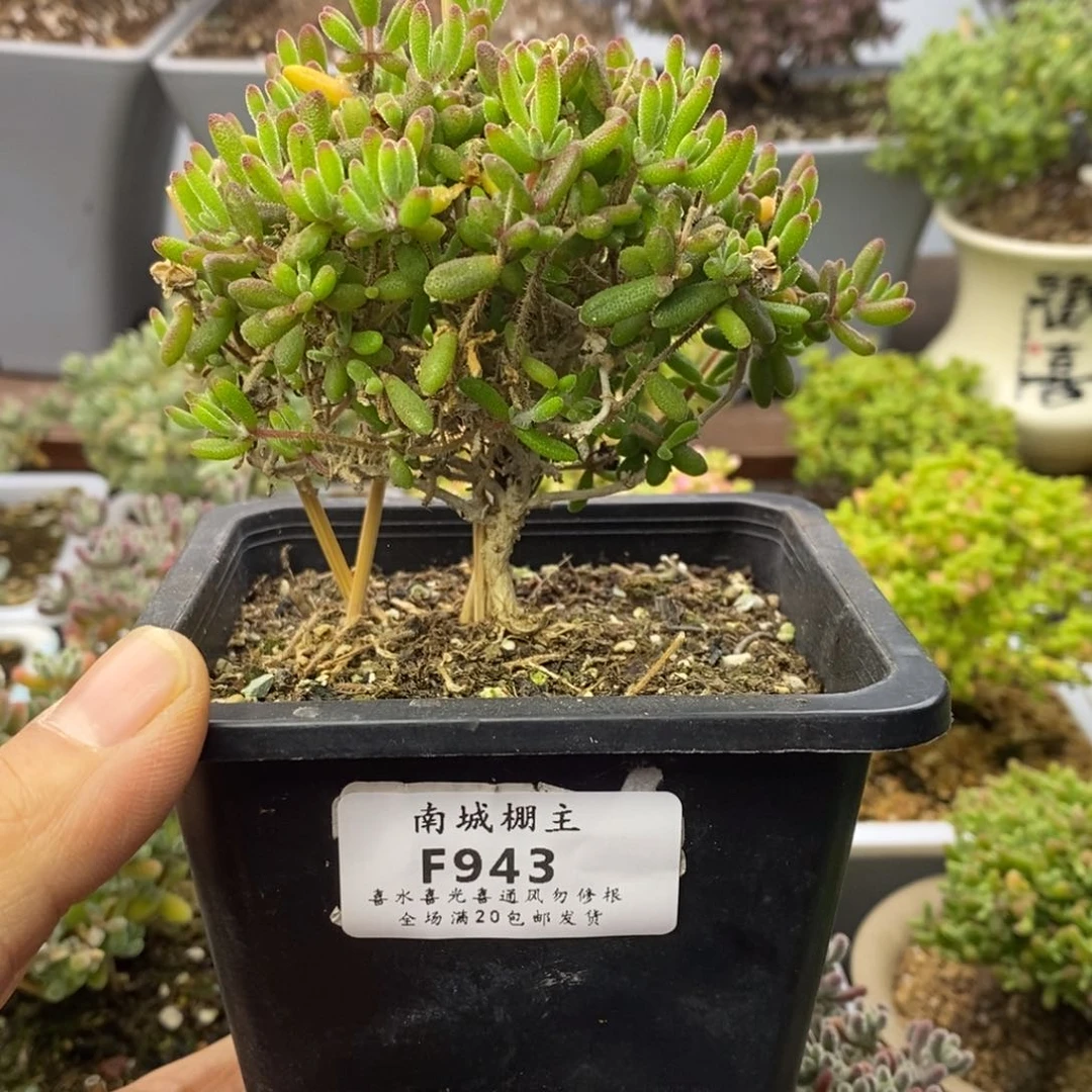 943红宝石枝干番杏