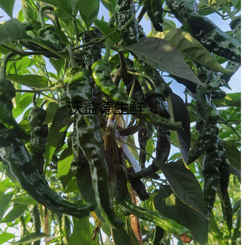 新鲜特辣小皱皮辣椒青辣虎皮椒批发现摘薄皮青椒新鲜蔬菜农家自种