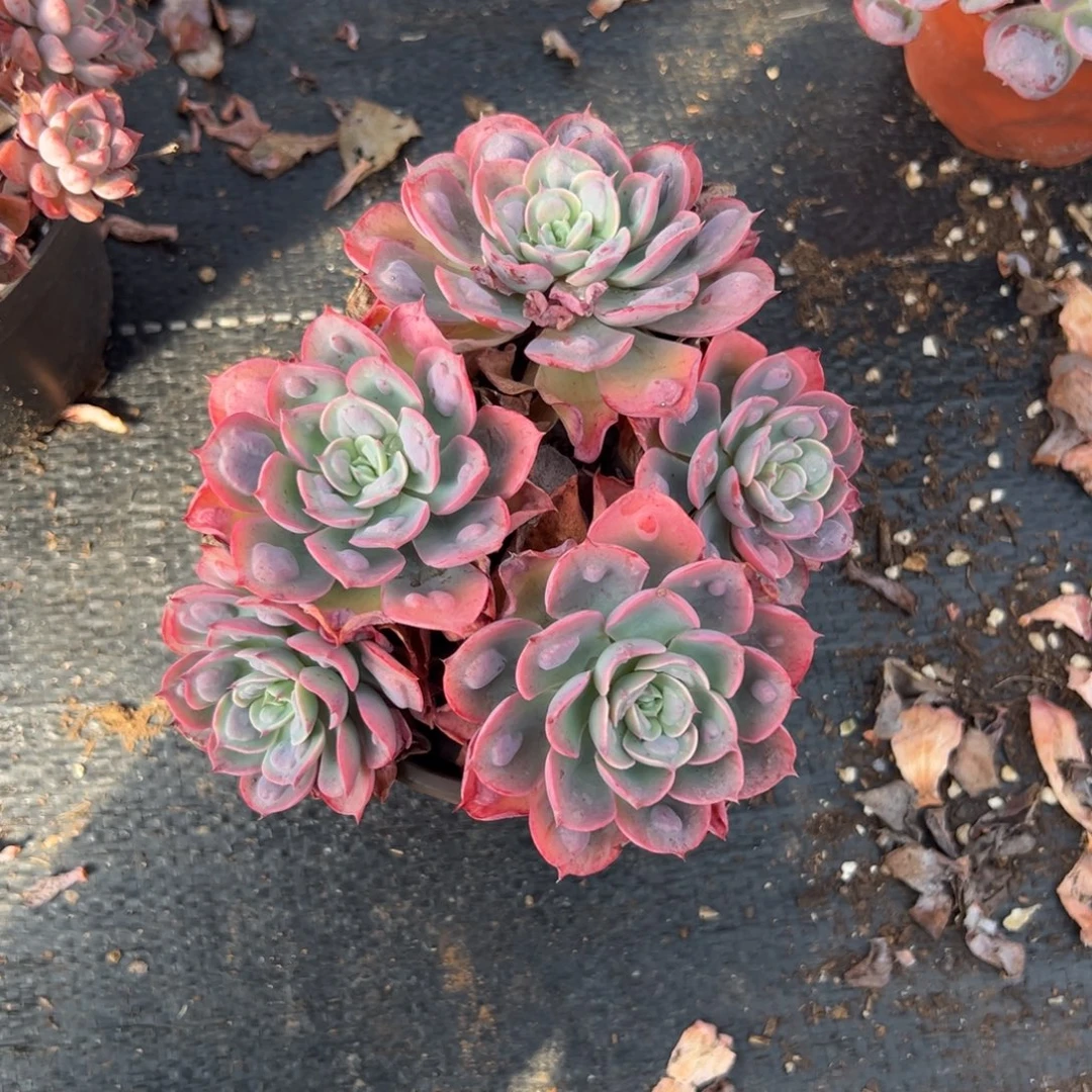 多肉小群雨滴【非偏远满18包邮】