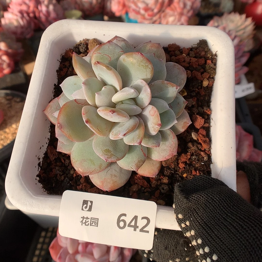 642奶茶朵朵綴多肉植物