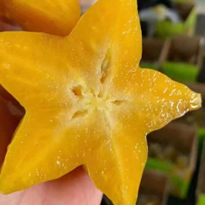 红龍树熟杨桃2颗