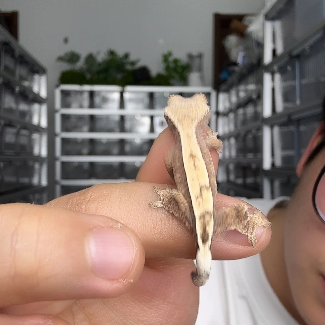 睫角守宫sable未分