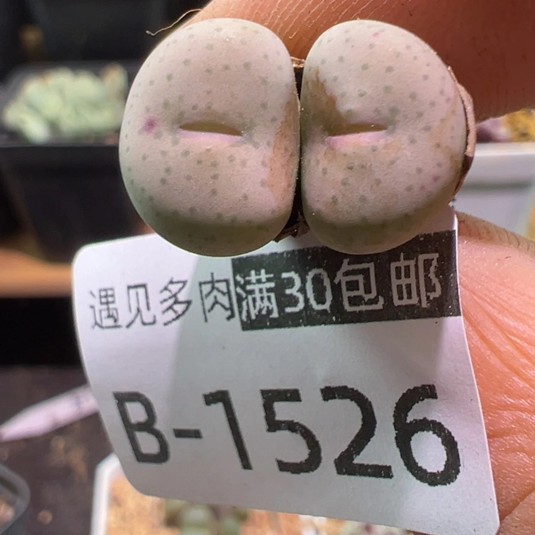 多肉植物111111111111