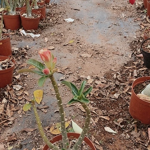 【闪购商品】有*。绿植